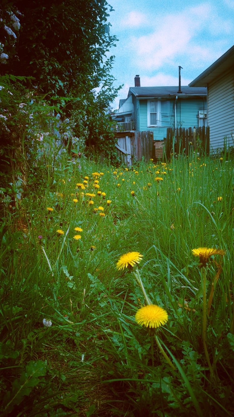Dandelions Reclaim a Passage with Wild Texture
