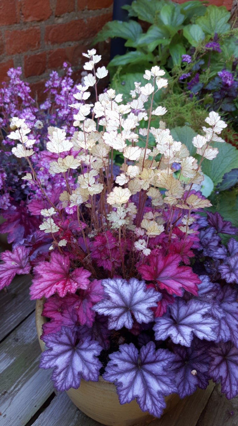 Heuchera for Shimmering Shade Color