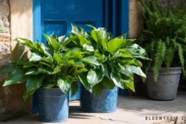 18 Best Shade Plants for Pots & Shade Container Garden Ideas
