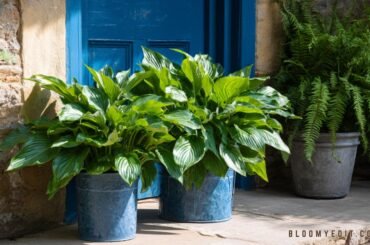 18 Best Shade Plants for Pots & Shade Container Garden Ideas
